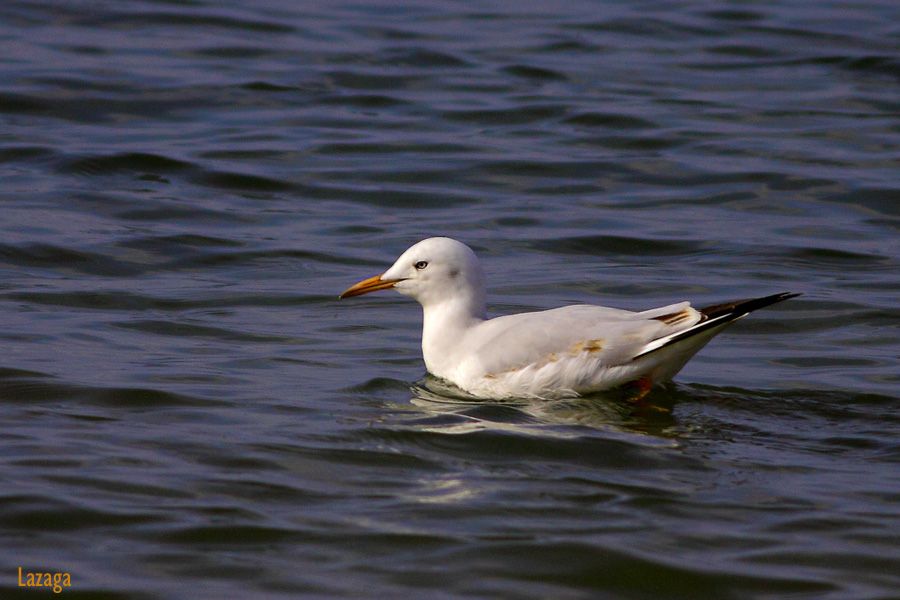 Slender-billed Gull