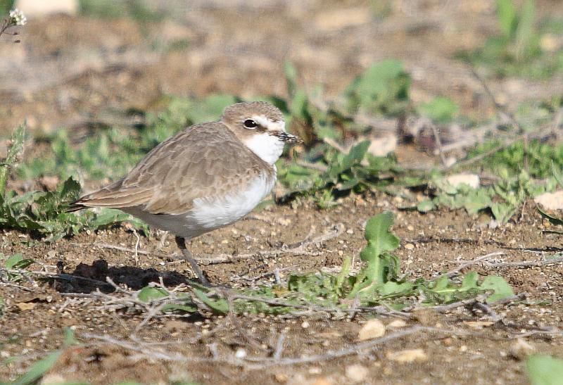 Kentish Plover