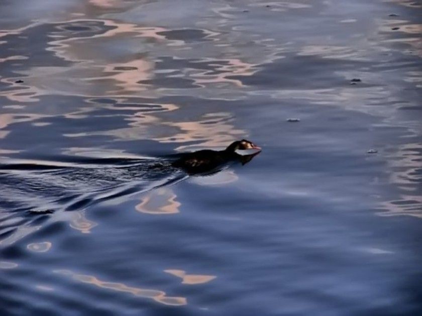 Great Crested Grebe