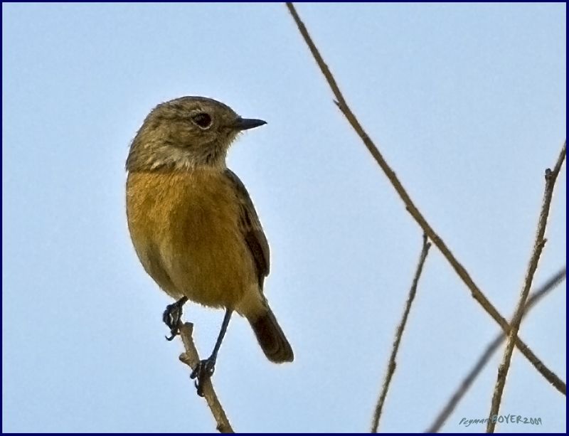 European Stonechat