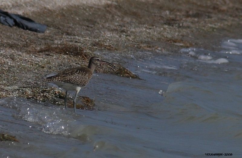 Eurasian Whimbrel