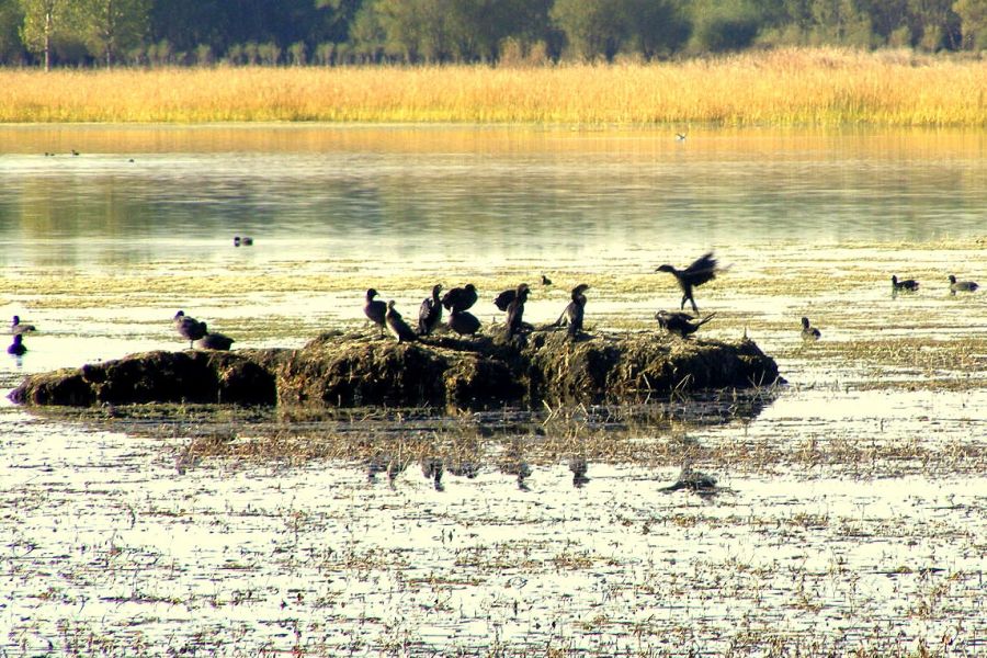 Pygmy Cormorant