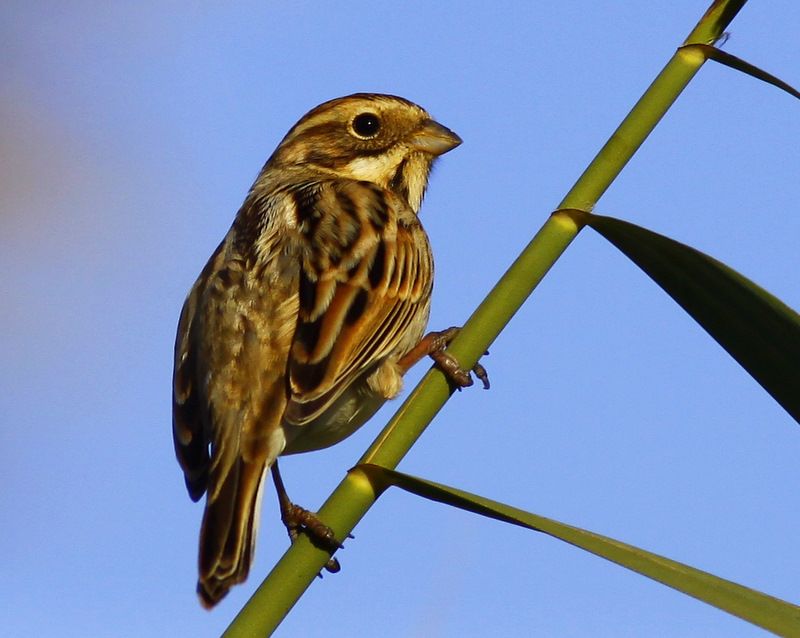 Common Reed Bunting