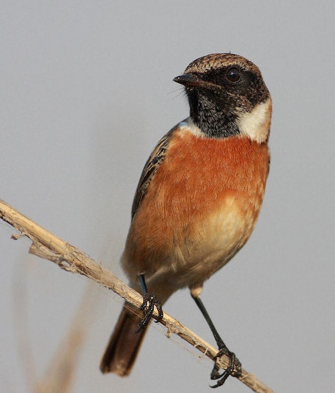 European Stonechat