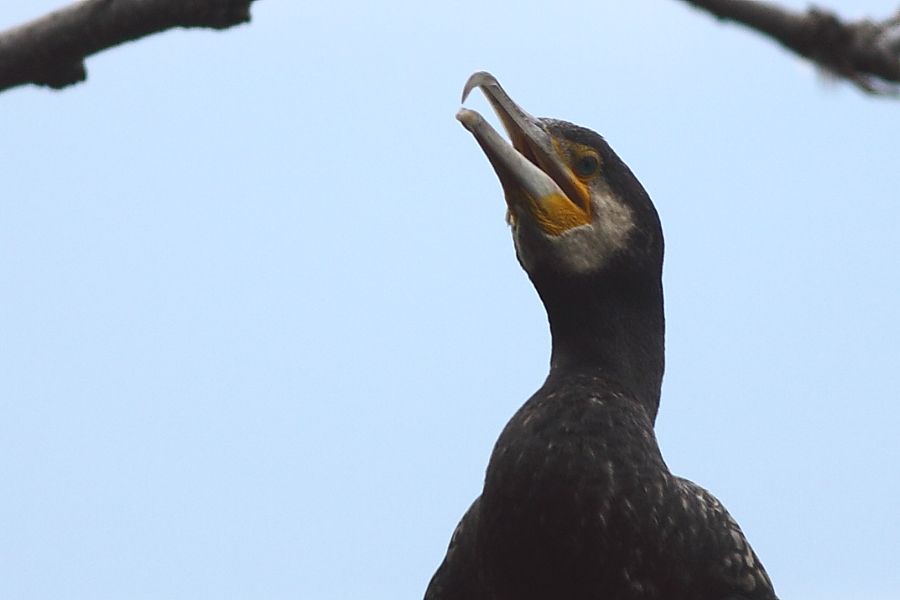 Great Cormorant