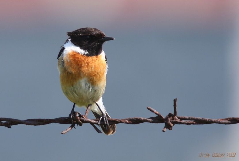Siberian Stonechat