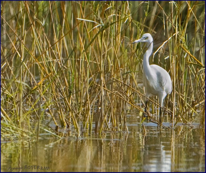 Little Egret