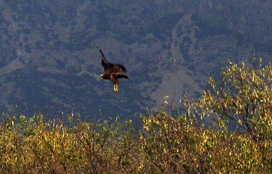 Western Marsh Harrier