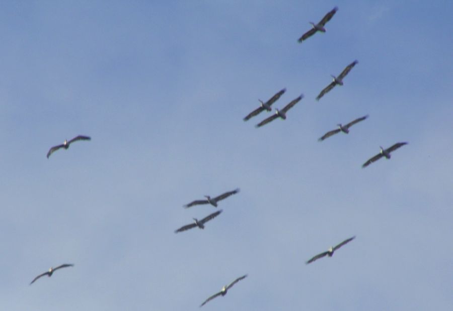 Dalmatian Pelican