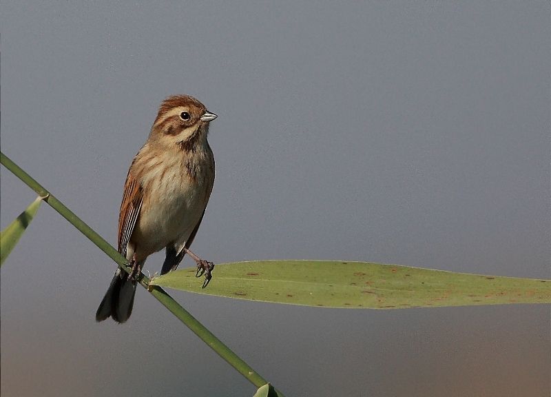 Common Reed Bunting