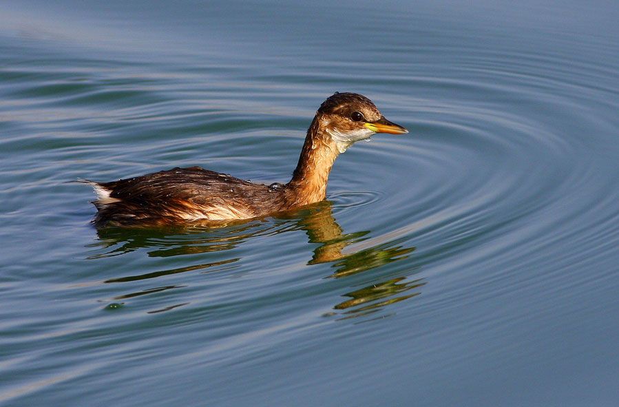 Little Grebe