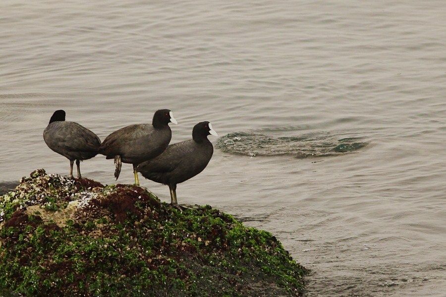 Eurasian Coot