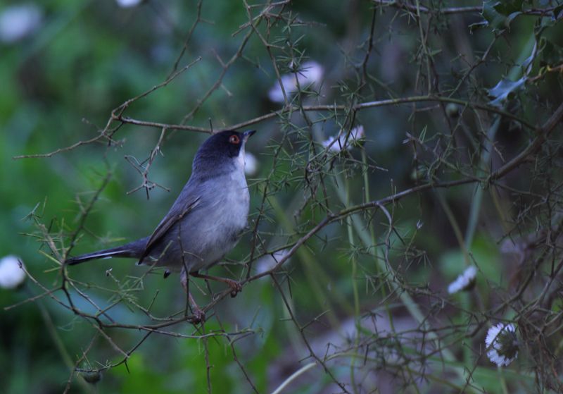 Sardinian Warbler