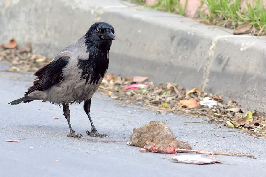 Hooded Crow