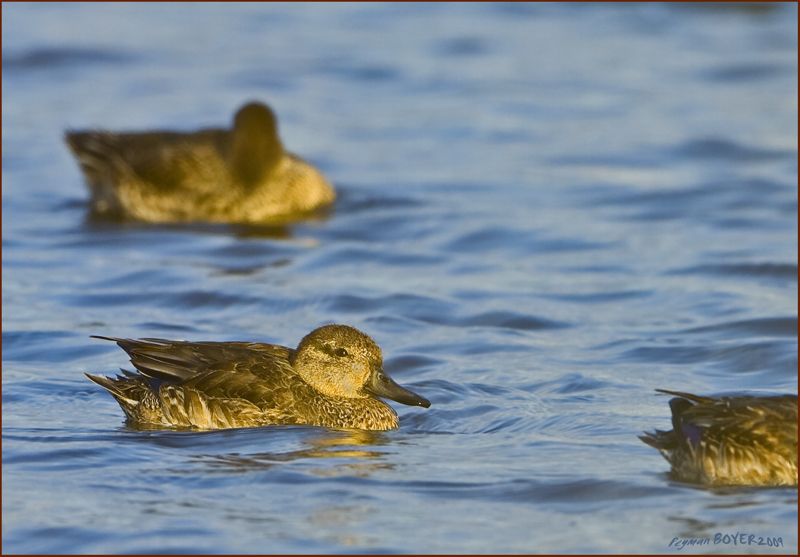 Eurasian Teal