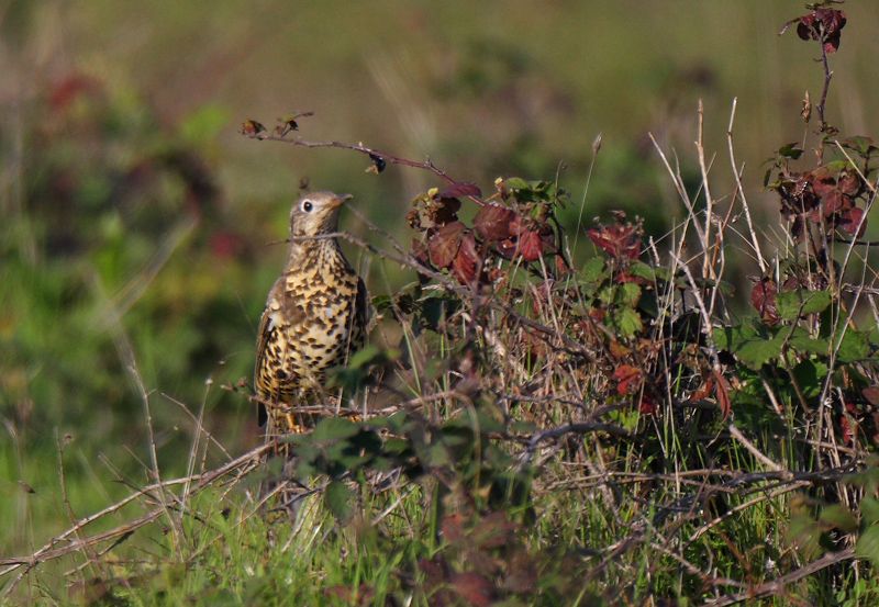 Mistle Thrush