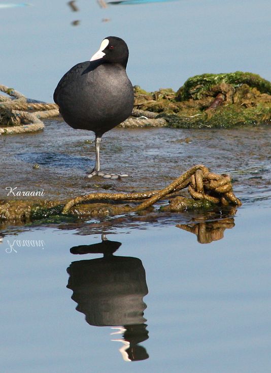 Eurasian Coot