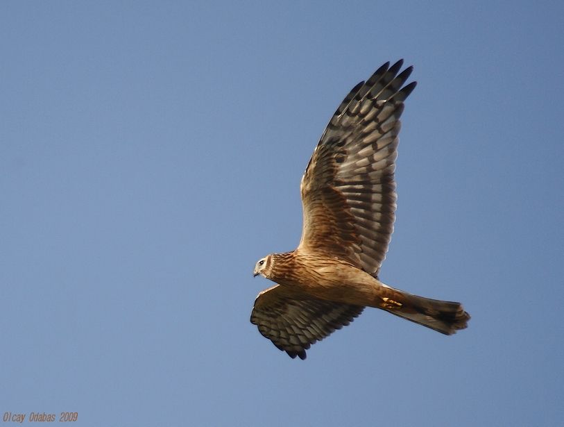 Hen Harrier