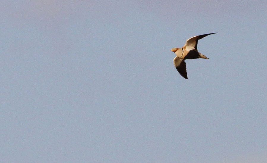 Black-bellied Sandgrouse