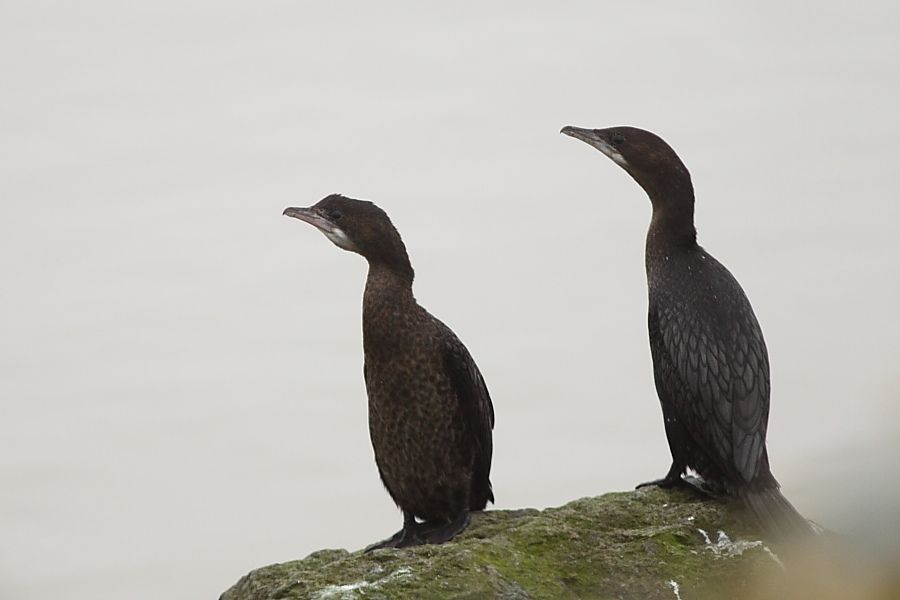 Pygmy Cormorant