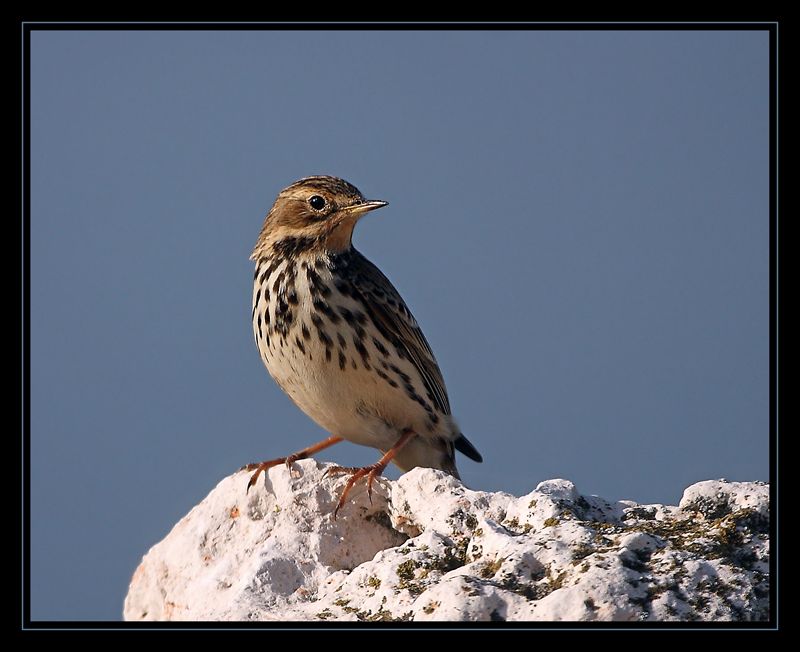Red-throated Pipit