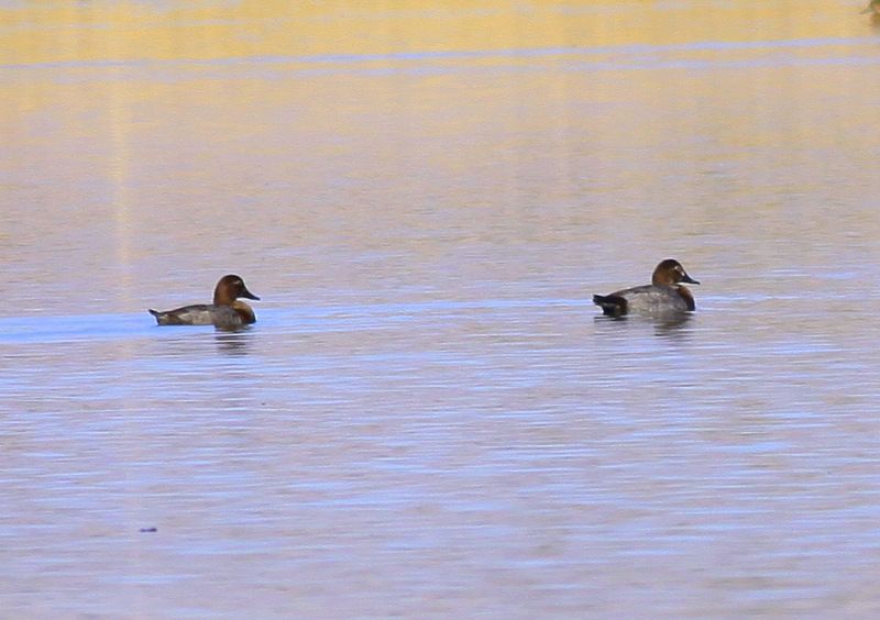Common Pochard