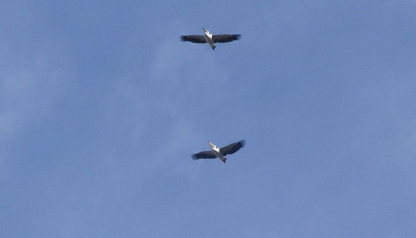 Great White Pelican
