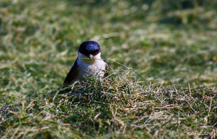 Western House Martin