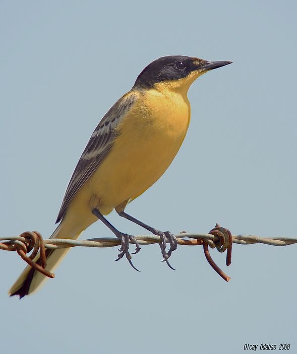 Western Yellow Wagtail