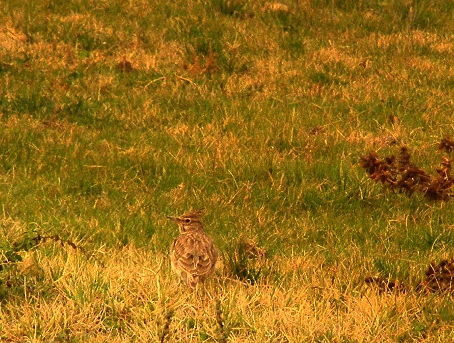 Crested Lark