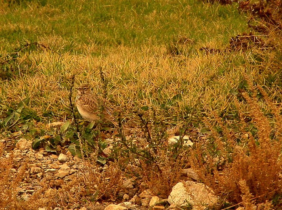 Crested Lark