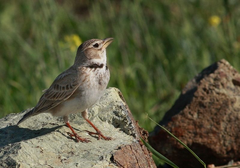 Calandra Lark