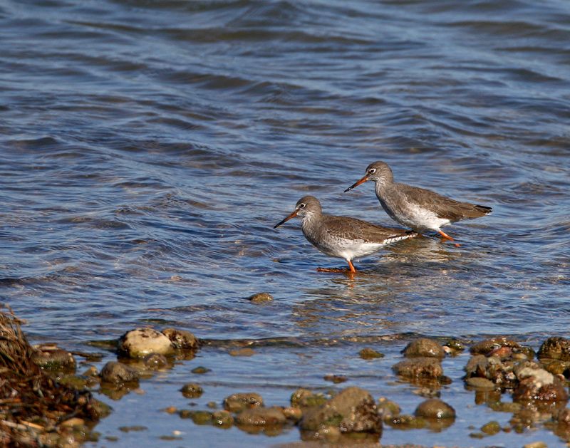 Common Redshank