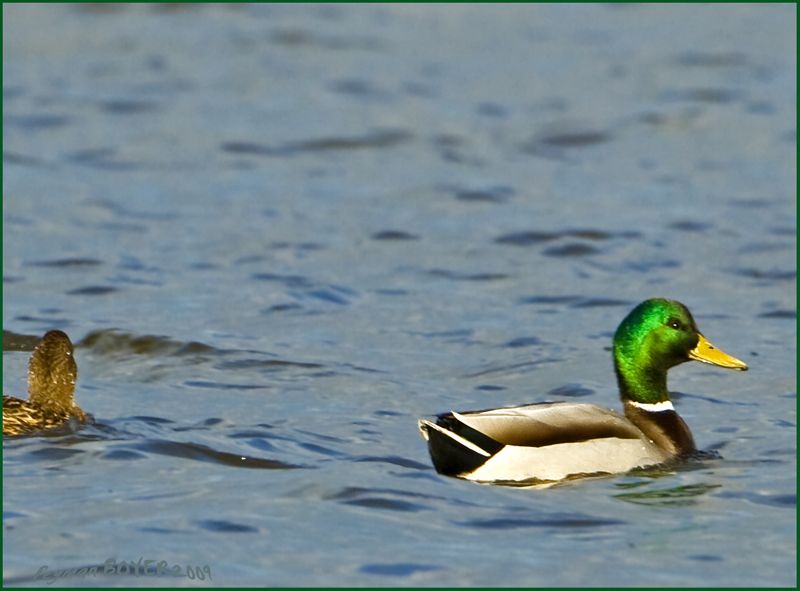 Mallard
