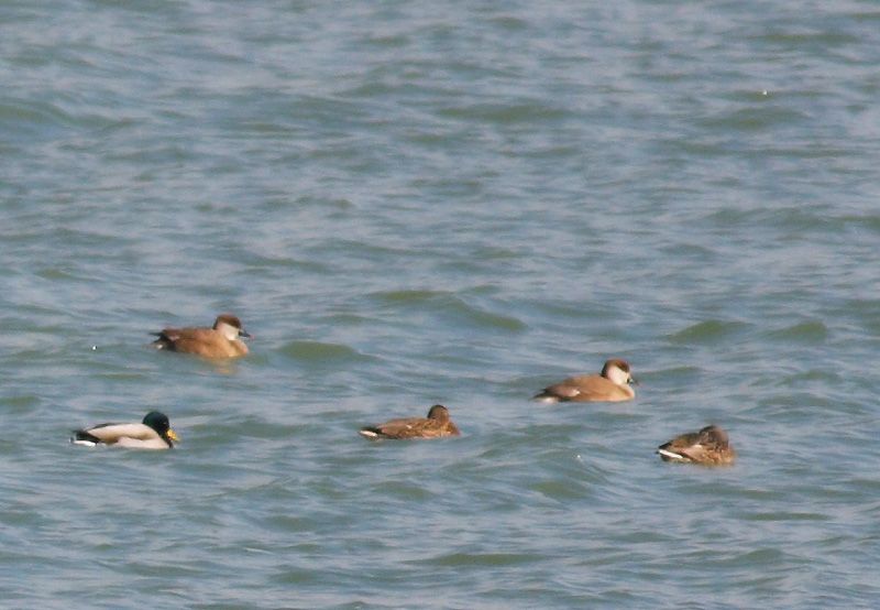 Red-crested Pochard