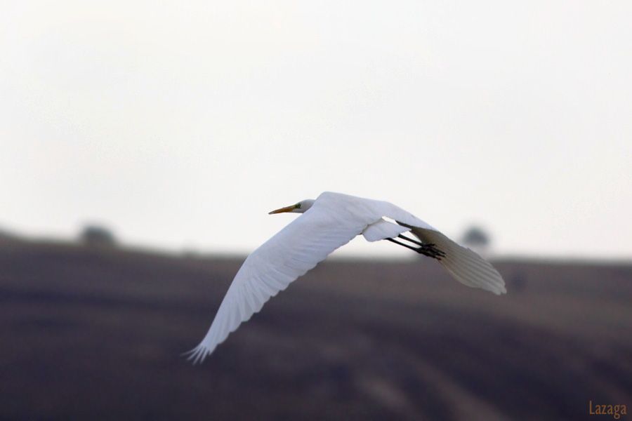 Great Egret