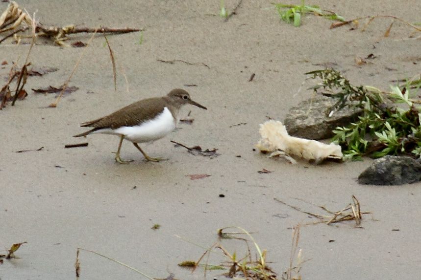 Common Sandpiper