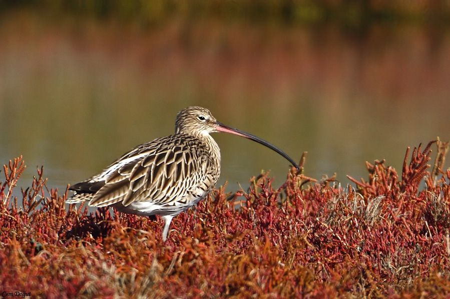 Eurasian Curlew