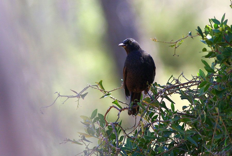 Common Blackbird