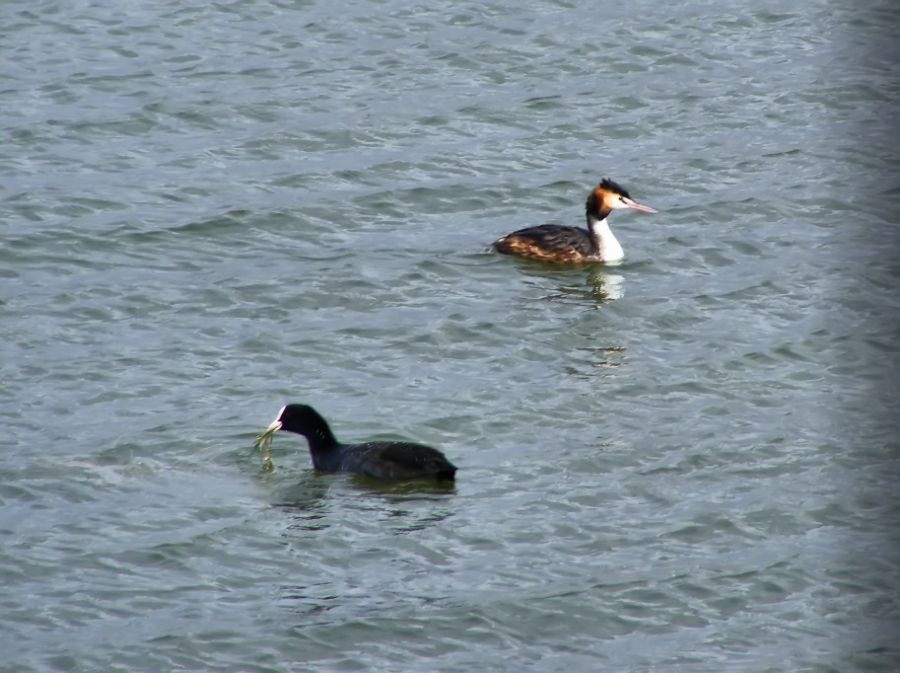 Eurasian Coot