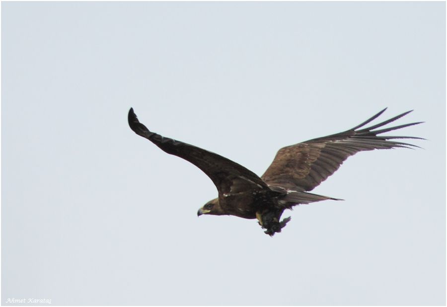 Greater Spotted Eagle