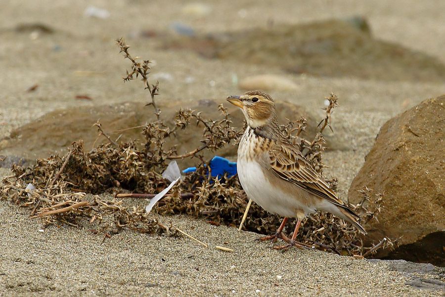 Calandra Lark