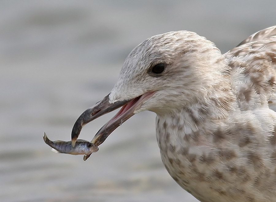 Yellow-legged Gull