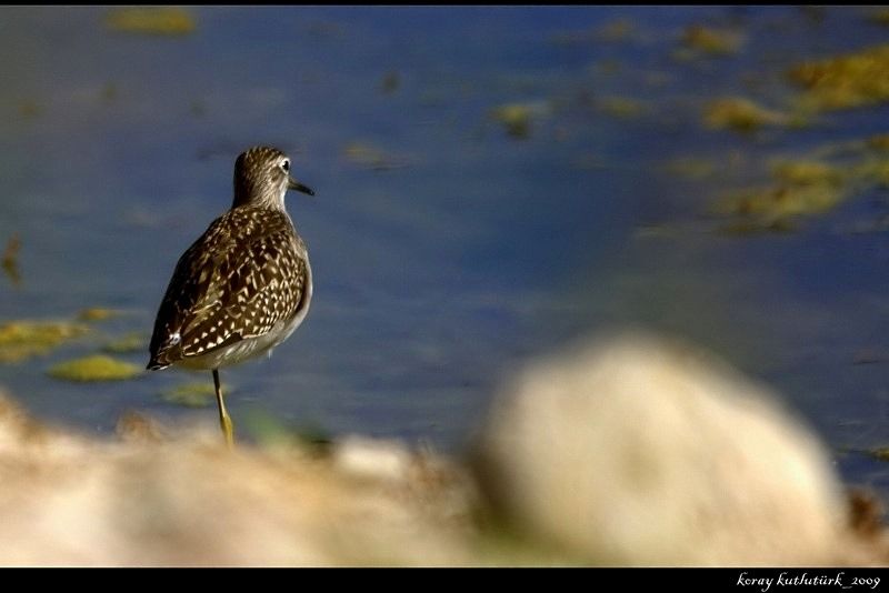 Wood Sandpiper
