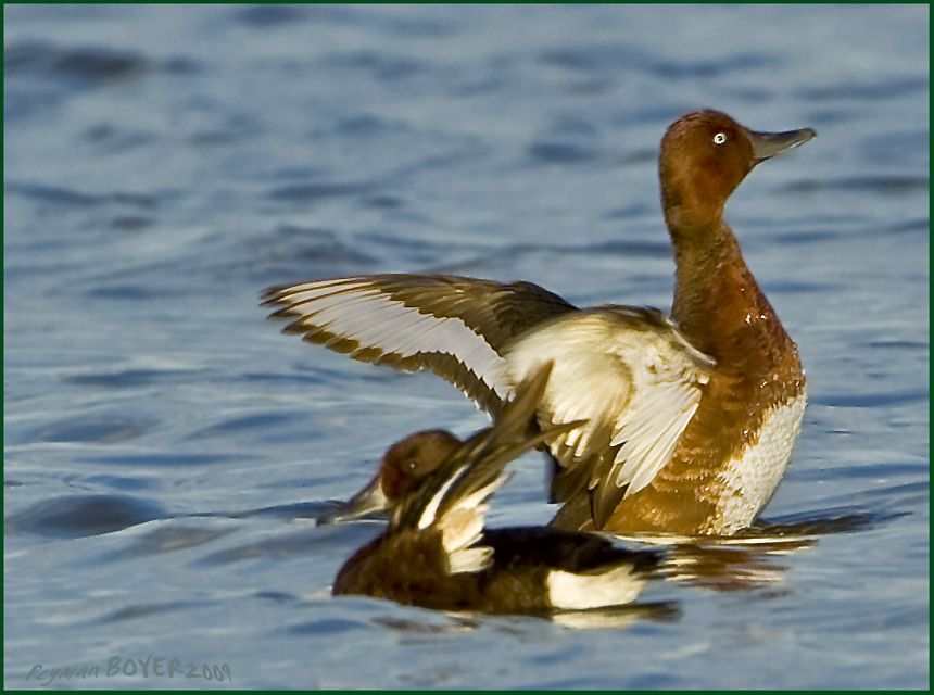 Ferruginous Duck