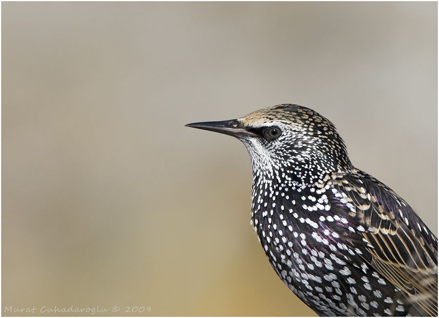 Common Starling