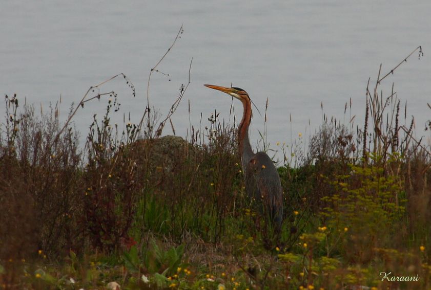 Purple Heron