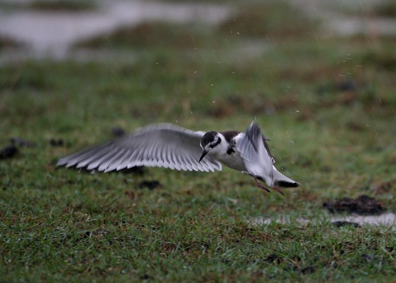 Little Gull