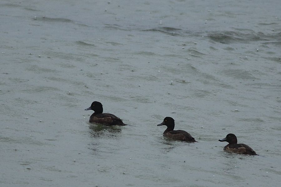 Tufted Duck