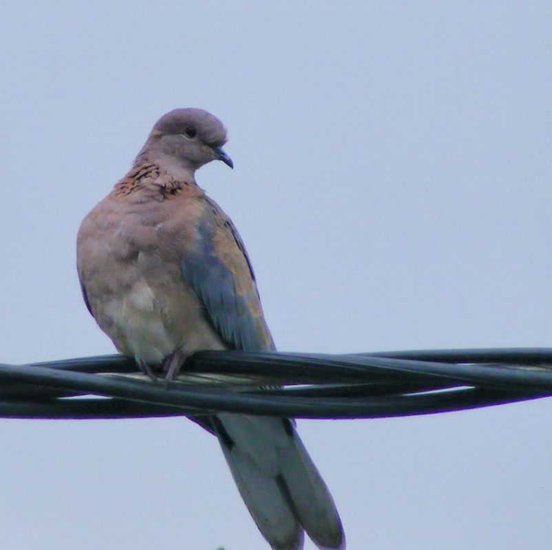 Laughing Dove